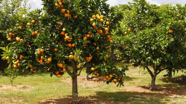 Τεχνικός Δενδροκομίας & Εναλλακτικών Καλλιεργειών