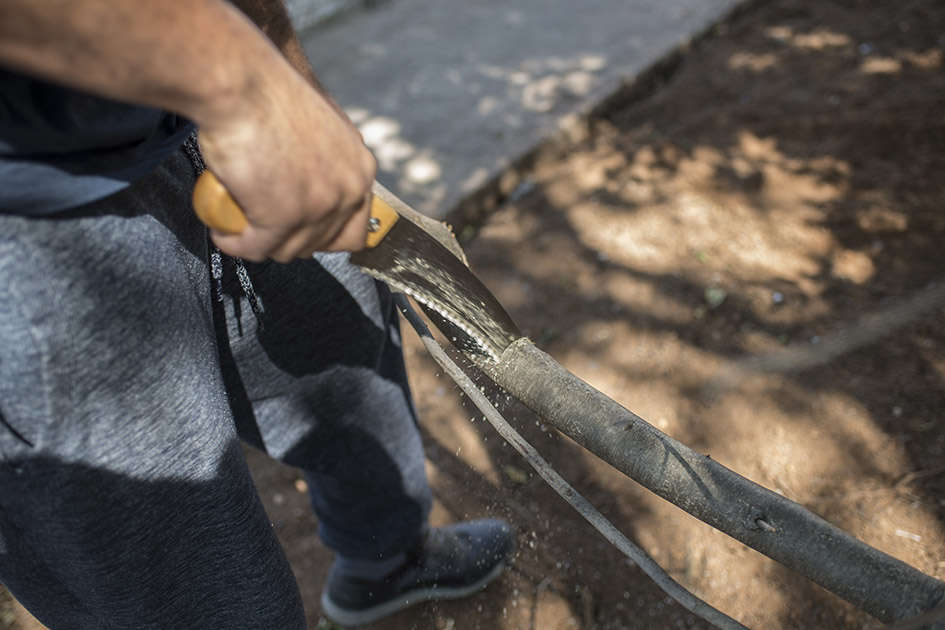 Δενδροκομία και κλάδεμα στην πράξη