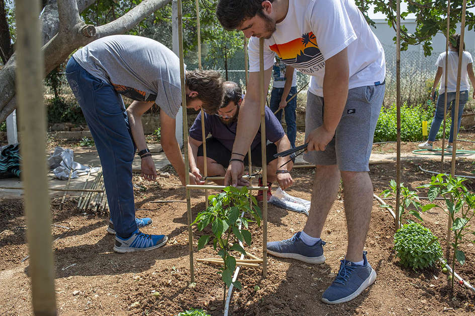 Καλλιέργεια Κηπευτικών Υπαίθρου