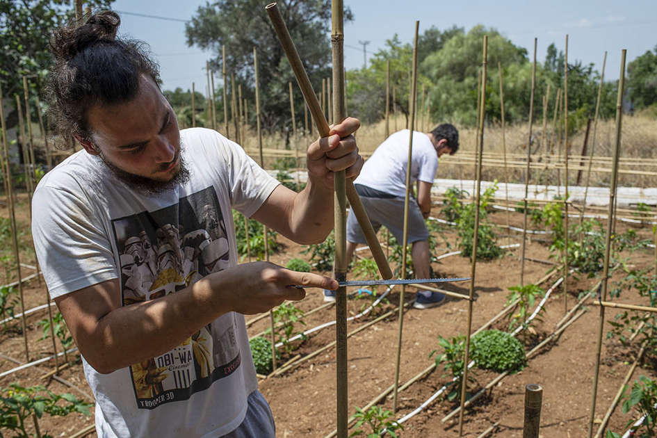 Καλλιέργεια Κηπευτικών Υπαίθρου