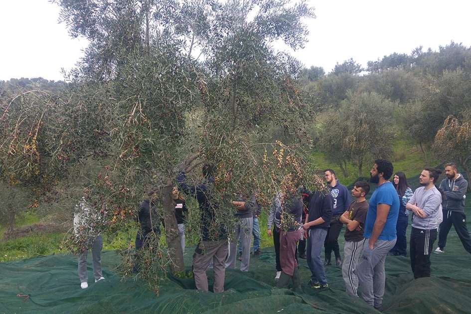 Βιολογική Καλλιέργεια Ελιάς στην πράξη