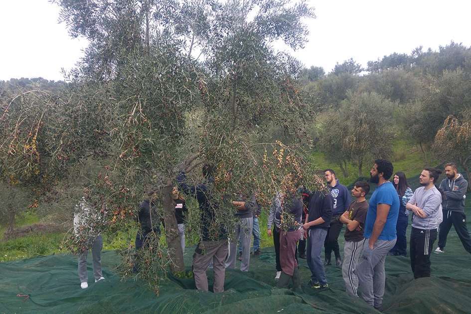 Βιολογική Καλλιέργεια Ελιάς στην πράξη