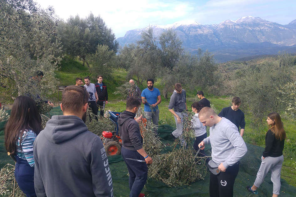 Βιολογική Καλλιέργεια Ελιάς στην πράξη