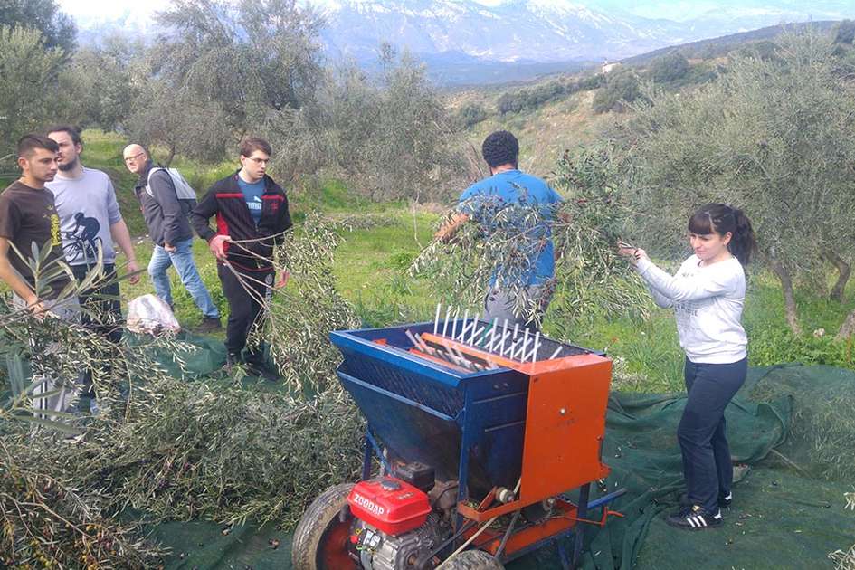 Βιολογική Καλλιέργεια Ελιάς στην πράξη