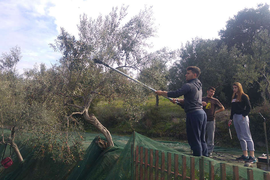 Βιολογική Καλλιέργεια Ελιάς στην πράξη