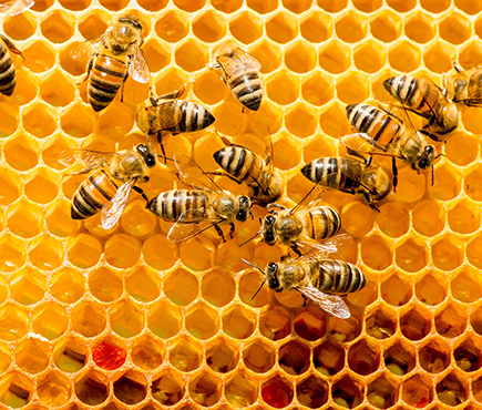 Μελισσοκομία ΙΕΚ PRAXIS