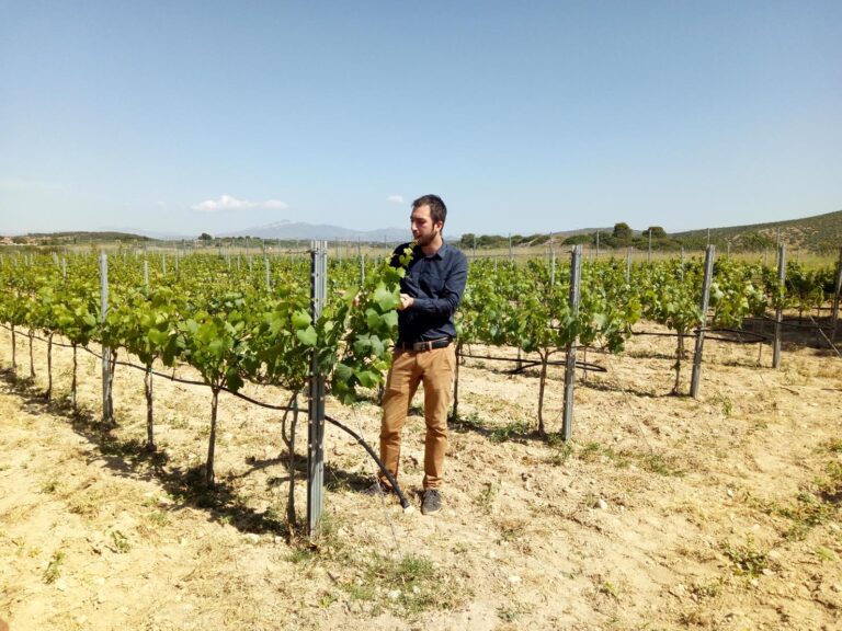 Αμπελουργία-Οινολογία-Γευσιγνωσία (Ι)