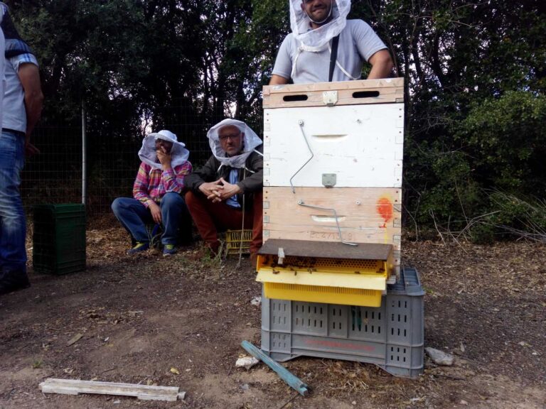 Επαγγελματική Μελισσοκομία 2 (Κύκλος Εξειδίκευσης)