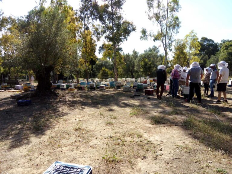 Επαγγελματική Μελισσοκομία 2 (Κύκλος Εξειδίκευσης)