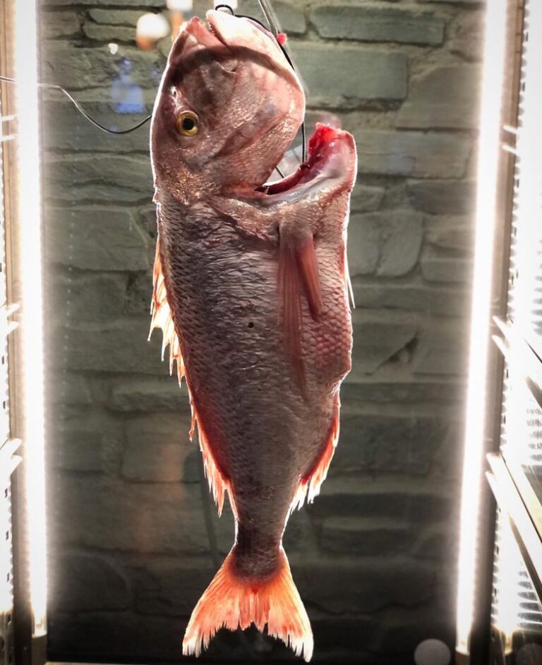 Η Ελληνική Δημιουργική Κουζίνα της ΜΑΡΑΘΙΑΣ: Ψάρια Ωρίμανσης, Αλίπαστα