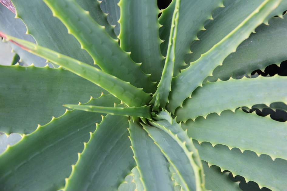 Σπιτική Κρέμα Σώματος με βάση Aloe Vera