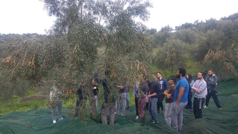 Ελαιοκομία με Έμφαση στην Βιολογική Καλλιέργεια
