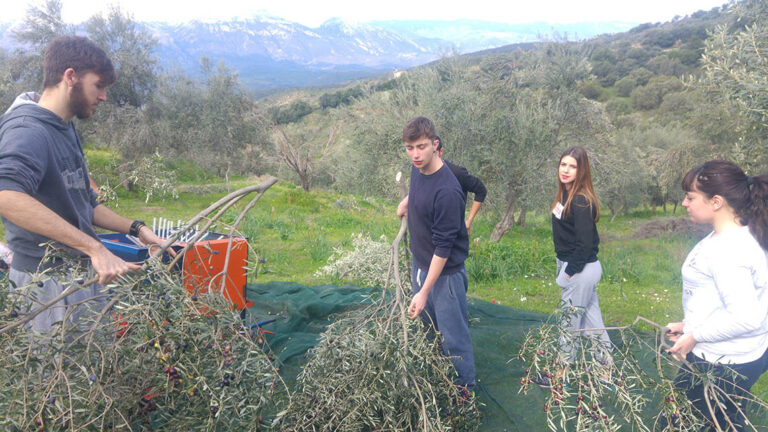 Ελαιοκομία με Έμφαση στην Βιολογική Καλλιέργεια