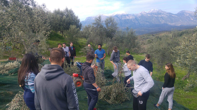 Ελαιοκομία με Έμφαση στην Βιολογική Καλλιέργεια