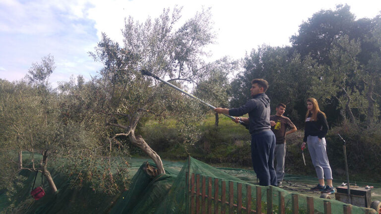 Ελαιοκομία με Έμφαση στην Βιολογική Καλλιέργεια